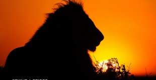Lion in sunset