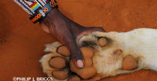 Philip-J-Briggs_Guardian-and-lion-paw1 (full)
