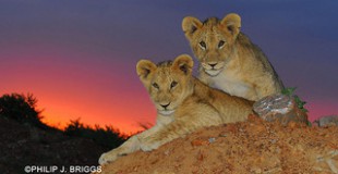 lion cubs at sunset
