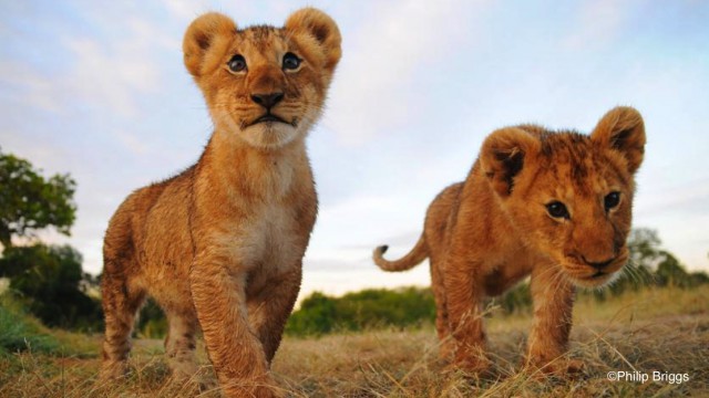 two cubs close
