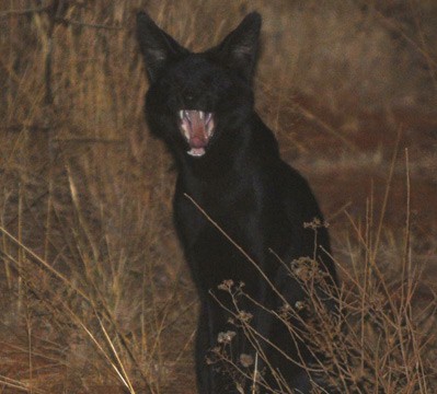 Melanistic Lion