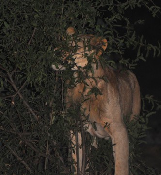 PhilipJBriggs_Manenkop-marking-territory